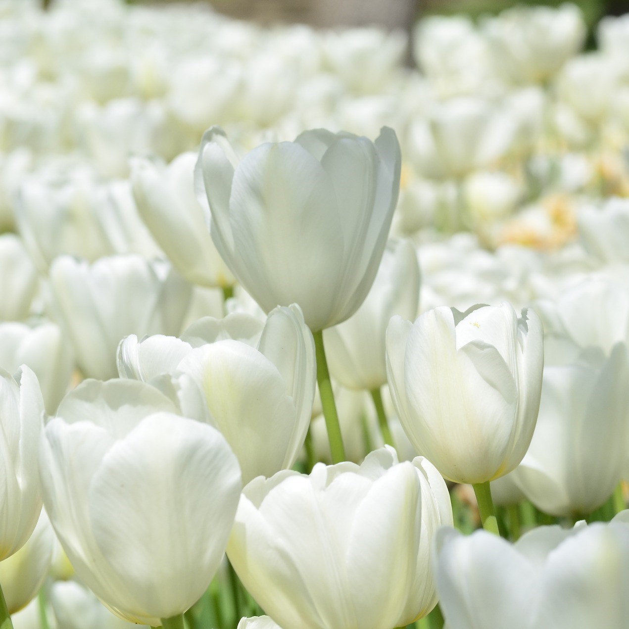 Hvid tulipan Antarctica Tulipanløg – 10 stk. 40,- kr.