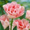 Angelique Tulipanløg Pink/Hvid  Dobbelt sen tulipan 10 stk 35,- kr 100 stk 319,- kr.