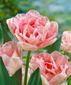 Angelique Tulipanløg Pink/Hvid  Dobbelt sen tulipan 10 stk 34,- kr 100 stk 279,- kr.