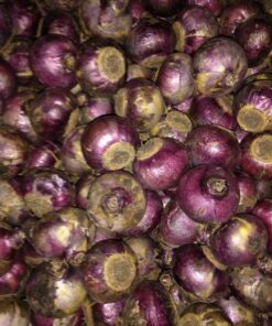 UDSOLGT – Blomsterløg “Hyacinter” – Mix pakke<br /> 4 smukke farver<br /> 40 stk hyacintløg