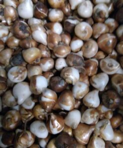 Hvid tulipan Antarctica Tulipanløg – 10 stk. 40,- kr.