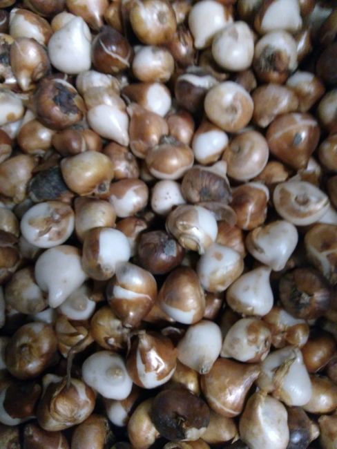 Hvid tulipan Antarctica Tulipanløg – 10 stk. 40,- kr.