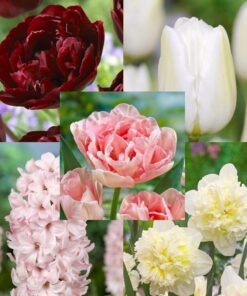 Den romantiske pakke med tulipaner, påskeliljer og hyacinter – 90 stk blomsterløg.