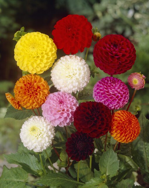 Dahlia – Pompon mix  Str. 1 – 21,95 kr. v/3 stk 19,95 kr. v/10 stk.