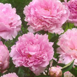 Pæon Sarah Bernhardt – Silkepæon 35,95 kr. v/3 stk 33,95 kr. v/10 stk