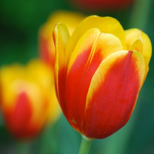 Apeldoorn tulipanløg mix-pakke II med 150 blomsterløg