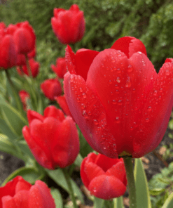 Rød tulipan apeldoorn billige tulipanløg fra www.nemhjem.dk storkøb og få mængderabat på blomsterløg