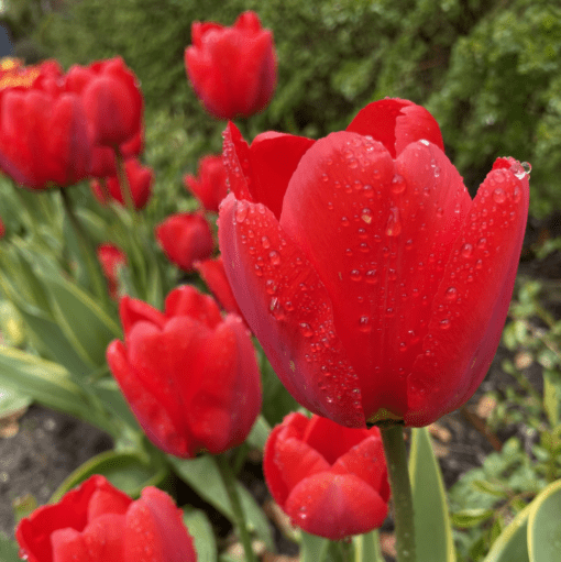 Apeldoorn tulipanløg mix-pakke II med 150 blomsterløg