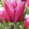 Jumbo Pink tulipan – Stor og smuk lyserød tulipan – Tulipanløg 10 stk 40,- kr