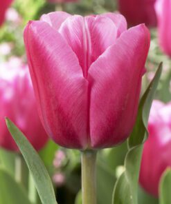 Jumbo Pink tulipan – Stor og smuk lyserød tulipan – Tulipanløg 10 stk 40,- kr 100 stk 379,-