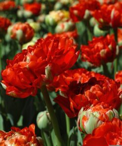 Rød dobbelt tulipan Viking. Køb tulipanløg til lavpris på www.nemhjem.dk Stort udvalg af tulipanløg og blomsterløg.