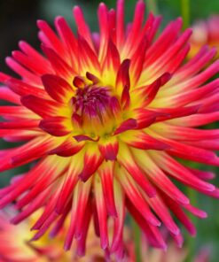 Dahlia “Bora Bora” Tofarvet – 21,95 kr. v/3 stk 19,95 kr. v/10 stk