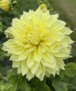 Dahlia Gul “Kelvin Floodlight”. 24,95 kr. v/3 stk 22,95 kr. v/10 stk