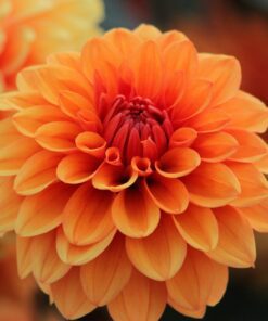 Dahlia – Orange Nugget 21,95 kr. v/3 stk 19,95 kr. v/10 stk.