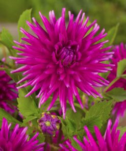Dahlia “Purple Gem” – Semi-kaktus dahlia. 24,95 kr. v/3 stk 22,95 kr. v/10 stk