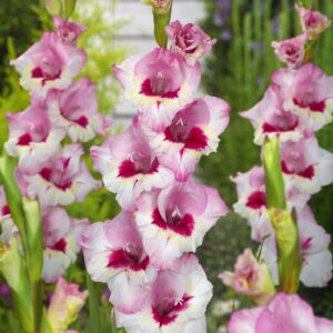 Gladiolus løg – Wine and Roses 2,50 kr. v/25 stk 1,99 kr. v/100 stk