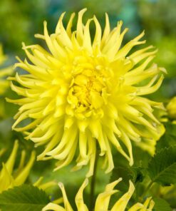 Dahlia – Solgul kaktus georgin Kennemerland 21,95 kr. v/3 stk 19,95 kr. v/10 stk