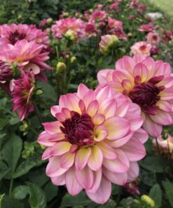 Dahlia – Zingaroe 10 kr. v/3 stk 8 kr. v/10 stk