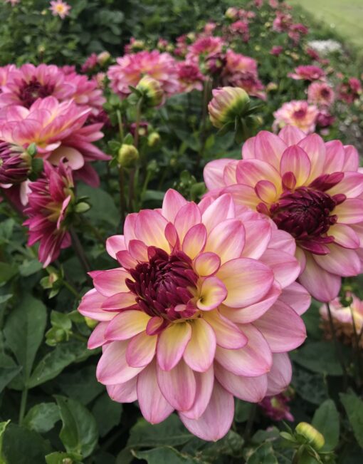 Dahlia – Zingaroe 10 kr. v/3 stk 8 kr. v/10 stk