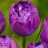 Dobbelt sen tulipan “Blue Spectacle”  10 stk. 40,- kr. 100 stk 359 kr.