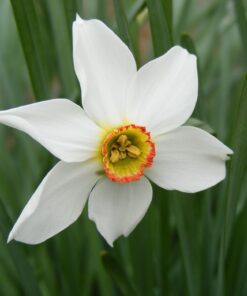 Gammeldags pinselilje fås igen. Køb dine blomsterløg på www.nemhjem.dk billige blomsterløg