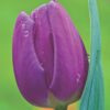 Lilla Tulipan “Purple Flag” Tulipanløg 10 stk. 35,- kr. 100 stk. 329,- kr.
