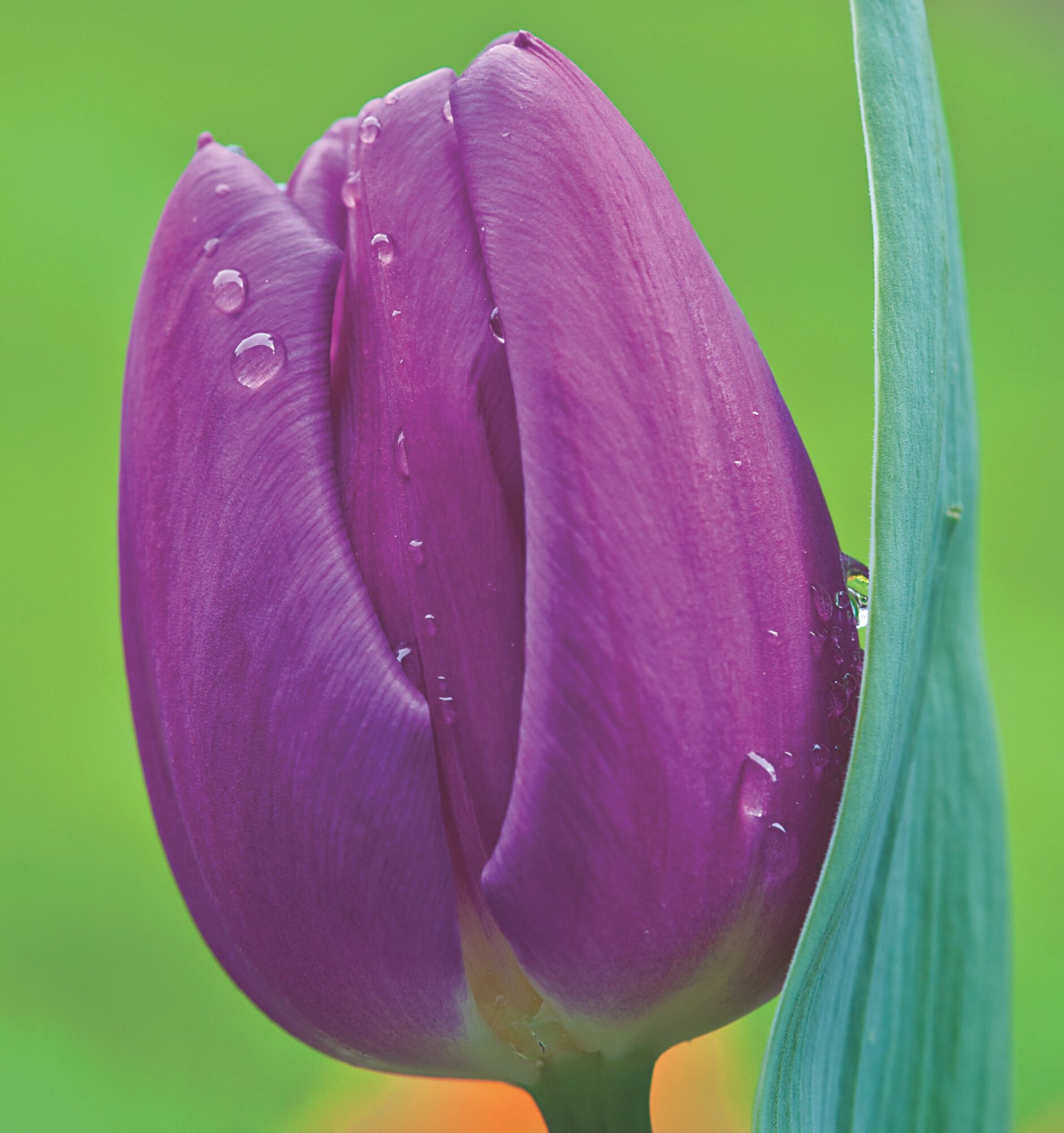 Lilla/Hvid Tulipan Sampak med 100 stk Tulipanløg – Tulipaner i lilla og hvide nuancer
