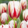 Tulipan “Carnaval De Rio” – Tulipanløg 10 stk. 35,- kr.