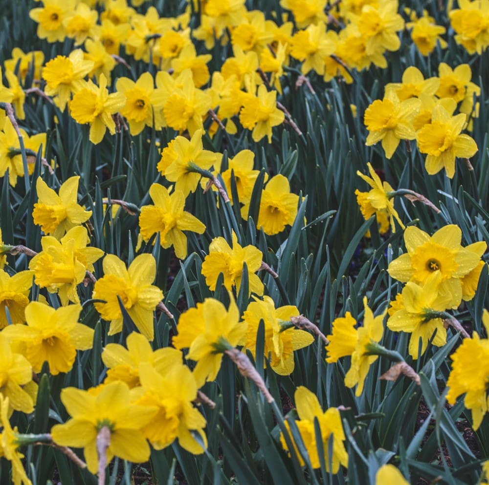 Påskeliljer 100 stk. mix af tidligt og sent blomstrende, Almindelig Årterlilje, NemHjem