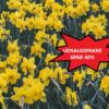 UDSALG-PAKKETILBUD SPAR 40% – Påskeliljer 100 stk. mix af tidligt og sent blomstrende