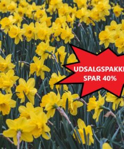 UDSALG-PAKKETILBUD SPAR 40% – Påskeliljer 100 stk. mix af tidligt og sent blomstrende