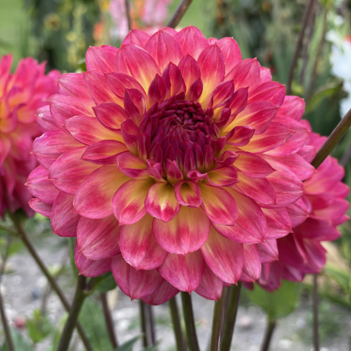 Dahlia – Armateras 21,95 kr. v/3 stk 19,95 kr. v/10 stk