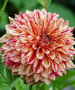 Dahlia Neo – Orange-rød stribet 21,95 kr. v/3 stk 19,95 kr. v/10 stk