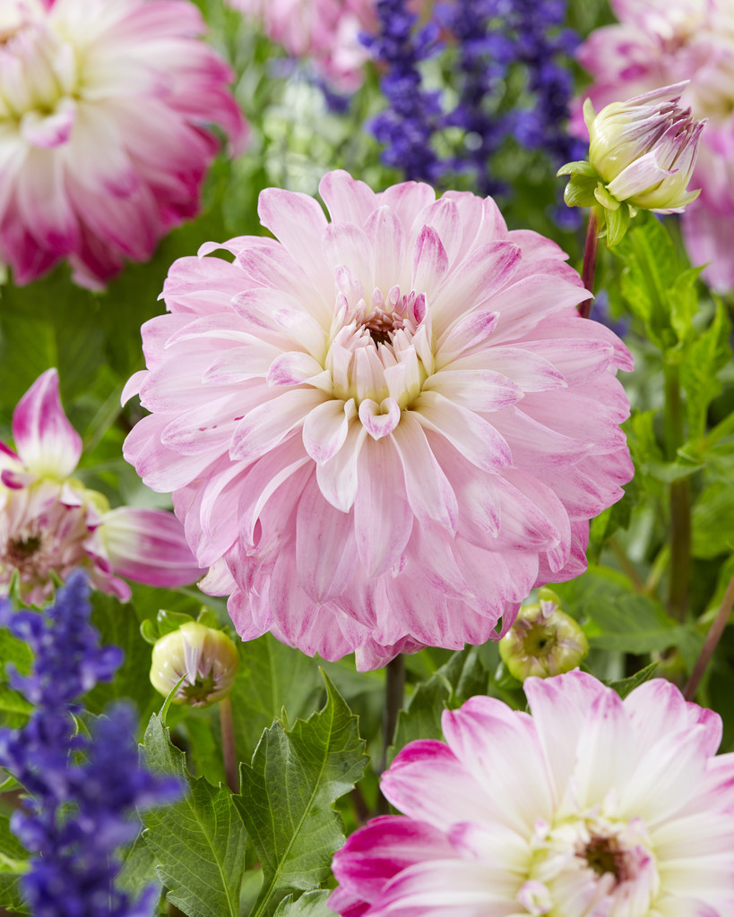 Dahlia Pink Petticoat 19,95 kr. v/3 stk 17,95 kr. v/10 stk - NemHjem