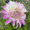 Dahlia Pink Petticoat