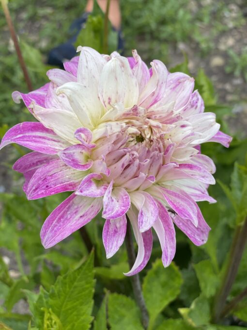 Dahlia Pink Petticoat
