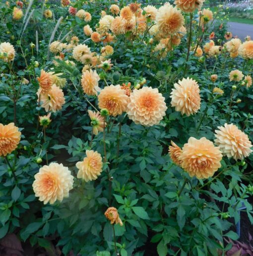 Dahlia Åkandetype – Rancho