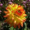 Dahlia – Vectra Orange/Gul Str. 1