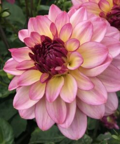 Dahlia – Zingaroe 10 kr. v/3 stk 8 kr. v/10 stk