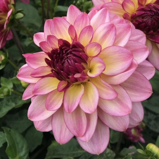 Dahlia – Zingaroe 10 kr. v/3 stk 8 kr. v/10 stk