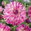 dahlia knolde colorado classic danmarks billigste dahlia fra www.nemhjem.dk