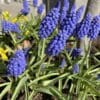 Blå perlehyacinter “Muscari armeniacum” – 50 stk 69,- kr. | 100 stk 99,- kr.