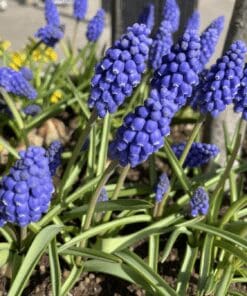 Blå perlehyacinter “Muscari armeniacum” – 50 stk 69,- kr. | 100 stk 99,- kr.