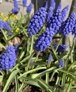 Blå perlehyacinter “Muscari armeniacum” –  KUN 1 kr./stk. ved min 100 stk.