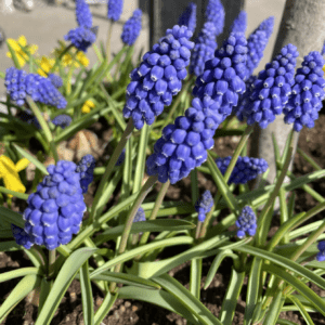 Blå perlehyacinter blomsterløg fra www.nemhjem.dk storkøb blomsterløg med rabat