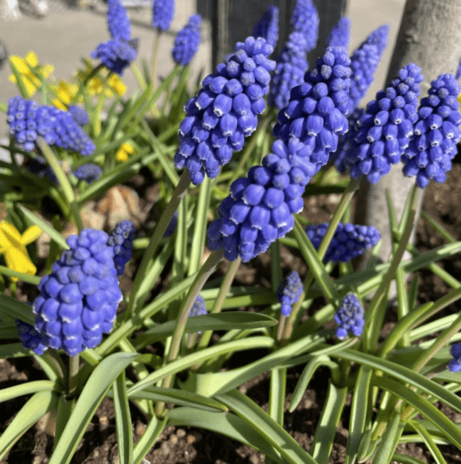 Blå perlehyacinter “Muscari armeniacum” –  KUN 1 kr./stk. ved min 100 stk.
