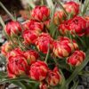 Botaniske tulupaner dobbelt dværgtulipan Humilis Samantha tulipanløg fra www.nemhjem.dk