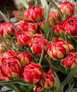 Botaniske tulipaner – Dværgtulipan “Humilis Samantha” 10 stk. 45,- kr. 100 stk. 399,- kr.