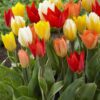 Fosteriana botaniske tulipaner Mix – 10 stk. 25,- kr. 100 stk. 239,- kr.