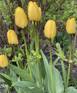 Gul tulipan – Golden Apeldoorn 10 stk 25,- 100 stk 239,-